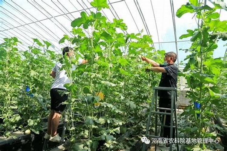 糯米香草有毒吗