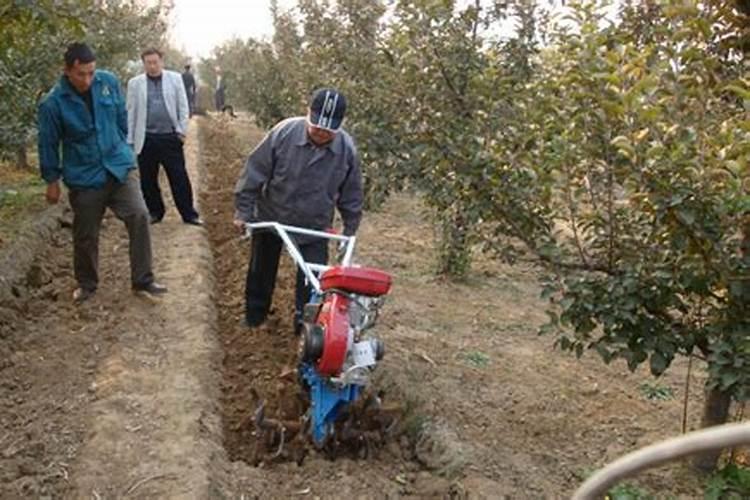 绣球11月还在开花？南北地区处理差别很大,剪错了来年没花看