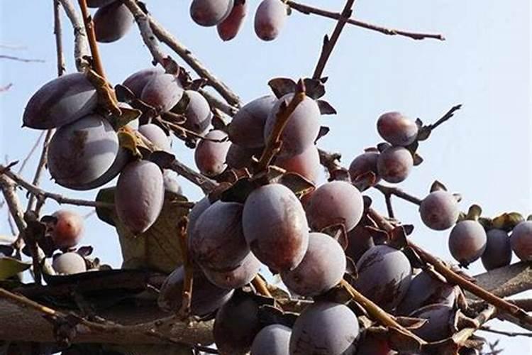 果树什么时间补硼效果更好？很多果农补了很多硼,但都浪费了