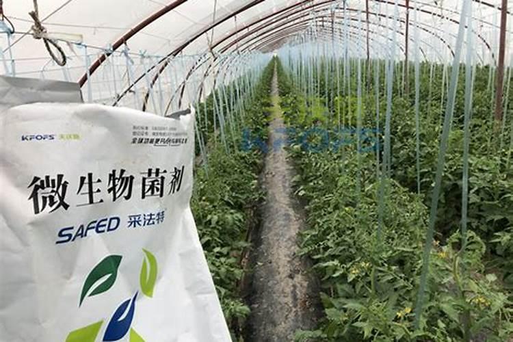 芹菜冲什么肥料长得快