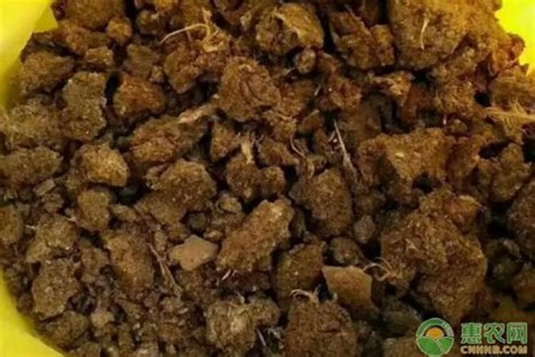 小麦浇水施肥方法