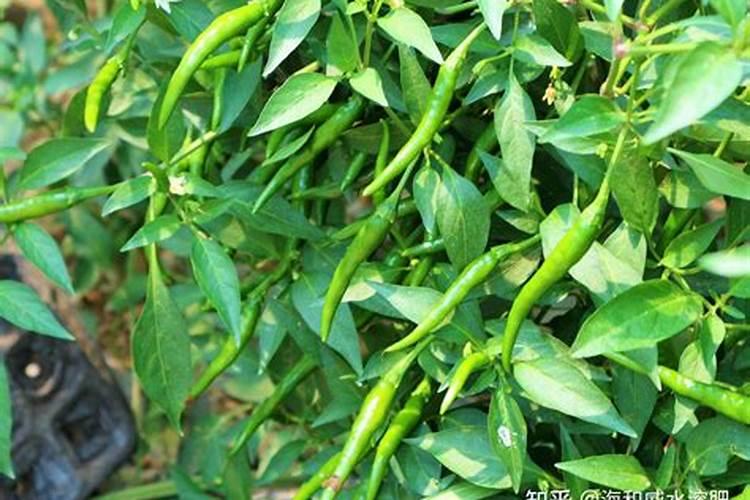 水培巴西木怎样才能生根？