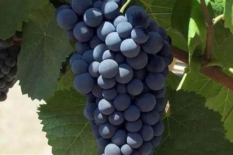 磷酸二氢钾加尿素灌根方法