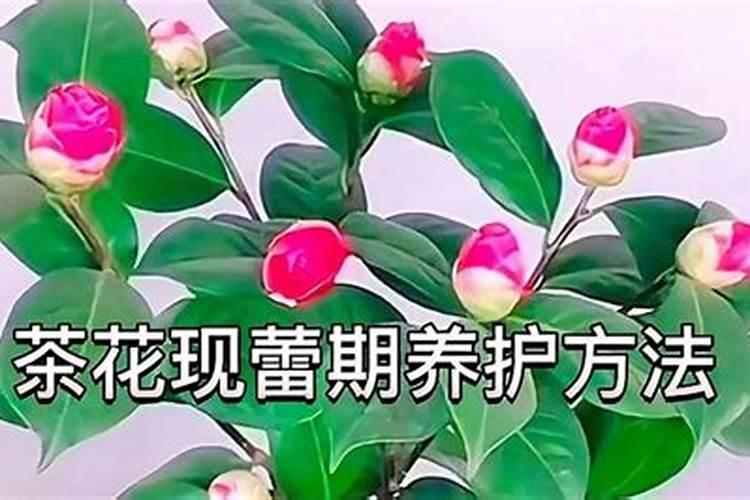 山茶花开花后如何修剪,怎么养护(图)