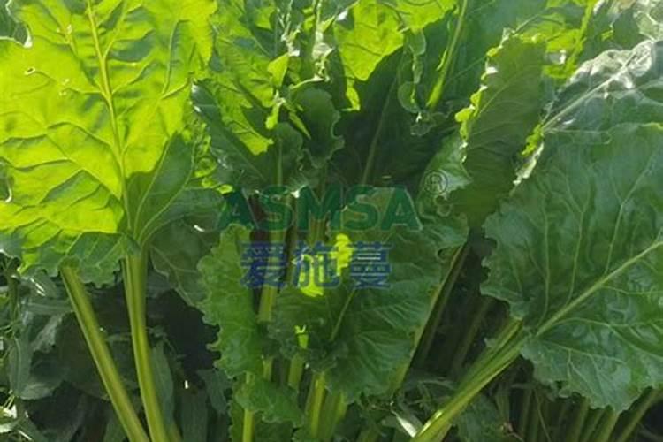 甜菜高产施肥技巧