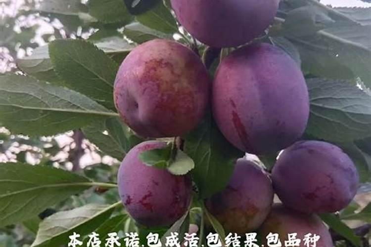 有机糙米什么牌子的好？