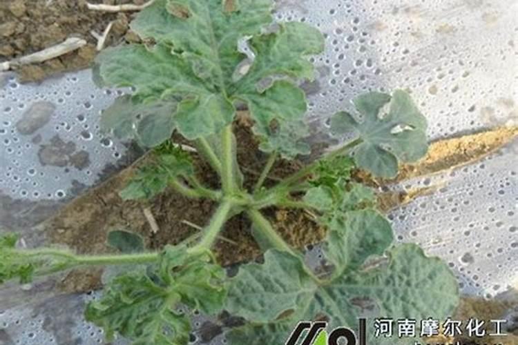 2025年,农村玉米秸秆合作社,占用耕地建设厂房有什么新规定