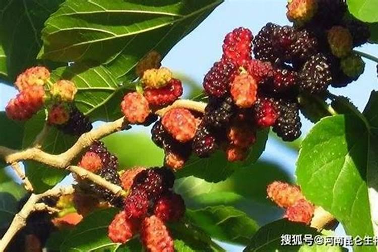 桑葚用什么肥料长的甜