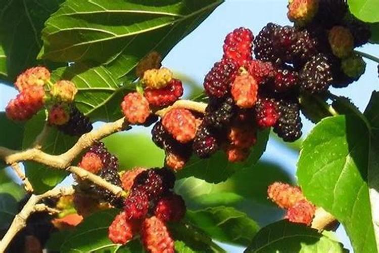 微信视频里有人说多种水果是打甜蜜素的不能吃是真的吗？