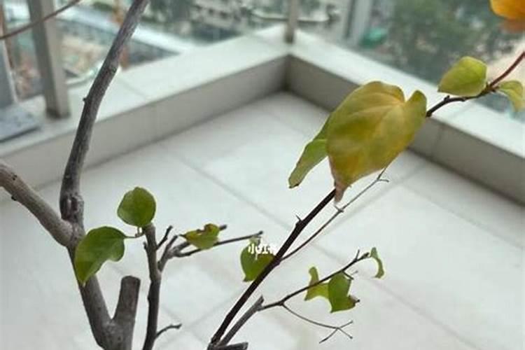 豆饼对植物的作用豆饼怎么发酵