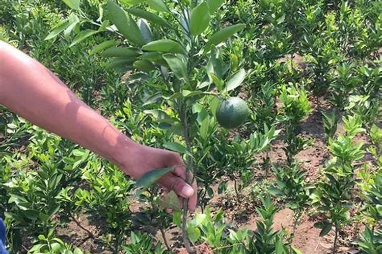 橘子树中了一年可以施肥吗