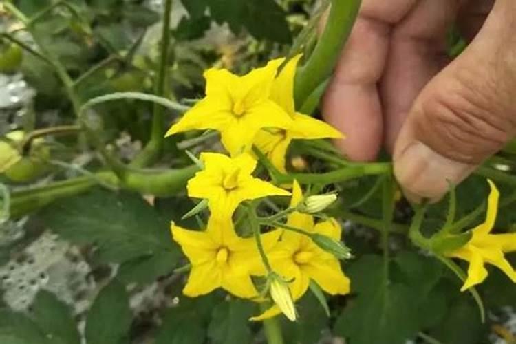 番茄进入开花期该选用何种叶面肥？