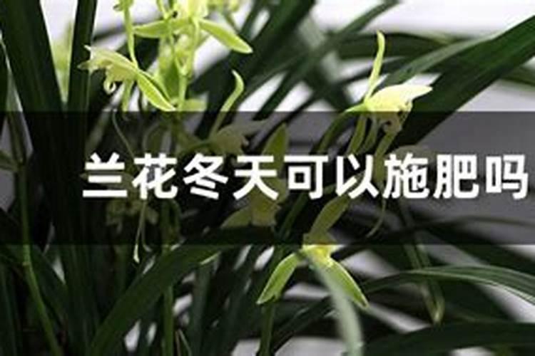 兰花冬天怎么施肥,施什么肥最好