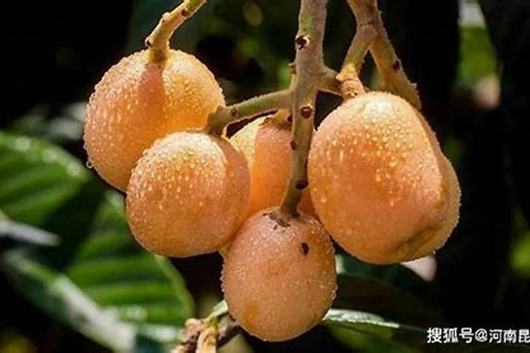 枇杷烂脚病经常出现,枇杷烂脚病发生条件是什么？
