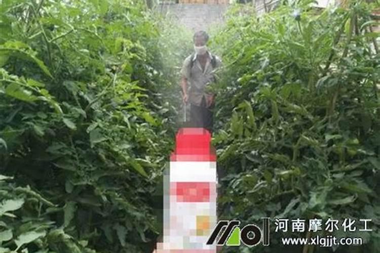 西红柿秧叶打卷怎么办 西红柿秧叶打卷的解决方法