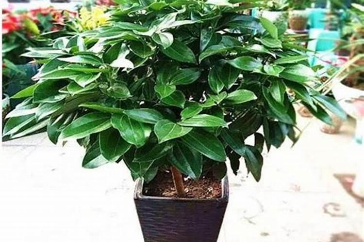 梅花施肥方法,用什么肥好