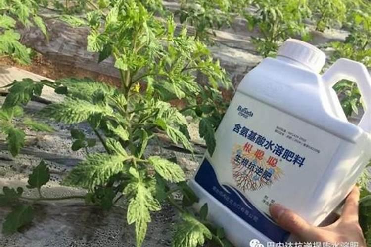 芥兰的叶子能吃吗芥兰茎要不要削皮 芥兰的营养价值