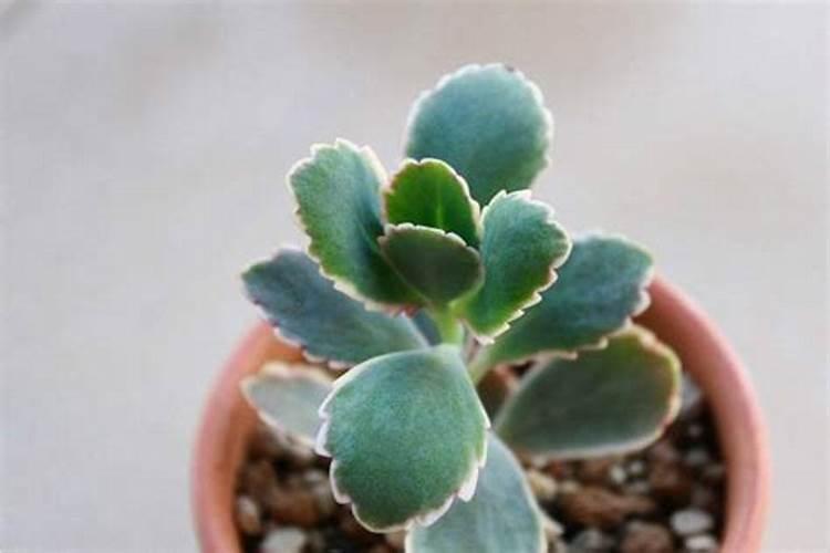 葵花种植技术和施肥方法