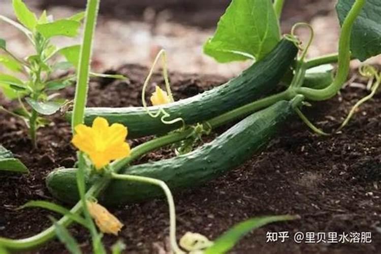 黄瓜用水溶肥有什么效果(大棚黄瓜水溶肥配方及方案)