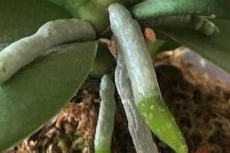 柠檬树开花后怎样保果