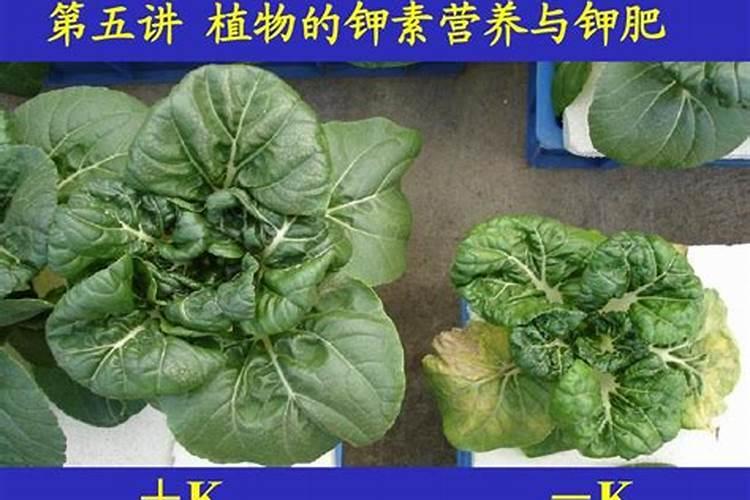 高钾肥适合浇什么花