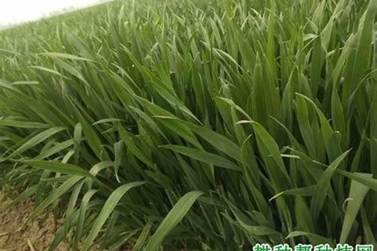 小麦后期喷什么微肥增产增重 死穗怎么防治