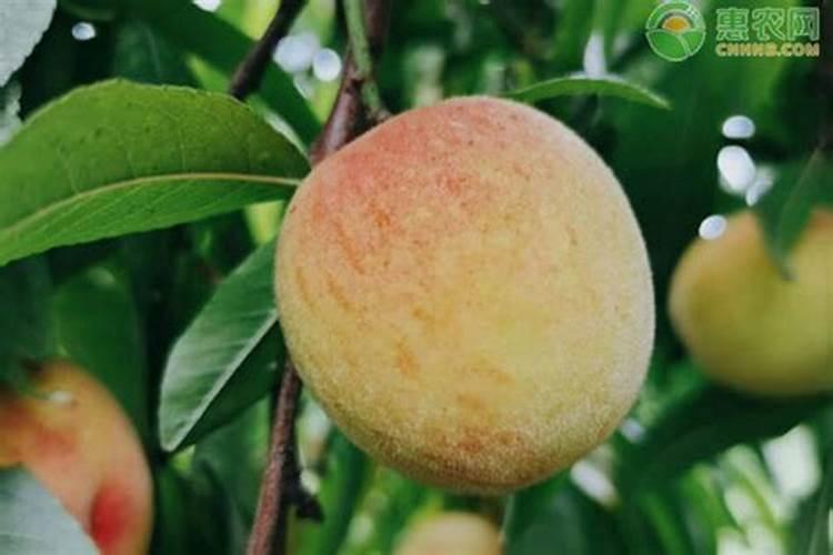 哈密瓜膨果期怎样施肥