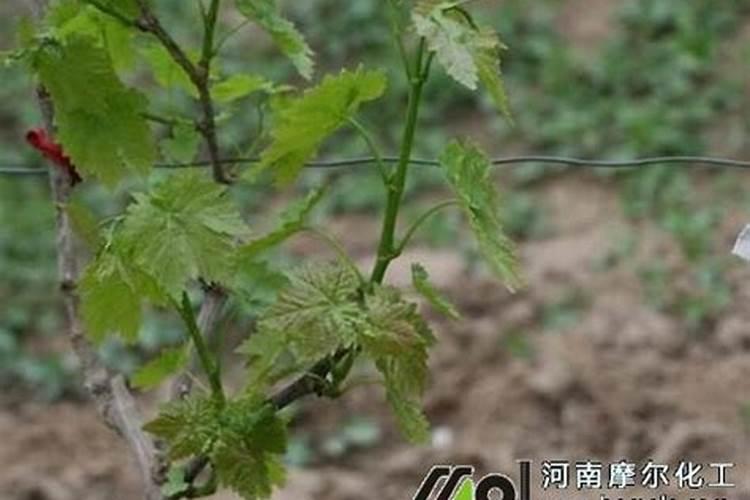 哈密瓜施肥最佳时间