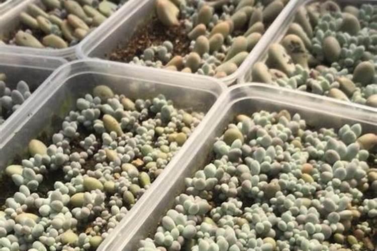 番茄苗徒长严重,怎么控制西红柿褪？
