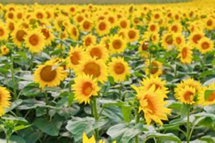 金太龙追肥宝叶面肥的效果