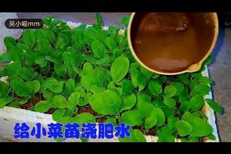 小白菜种种子,施了碳磷钾肥,如图,可以吃吗？以后施什么肥,因为用吸水...