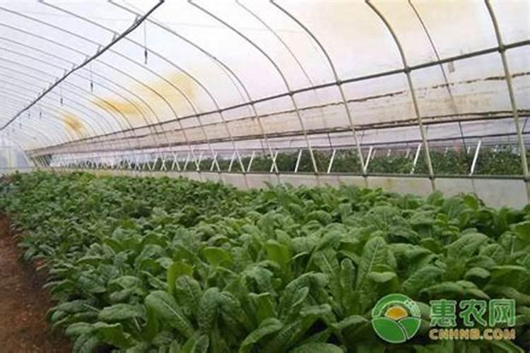 菌肥对果树的效果与使用方法是什么？