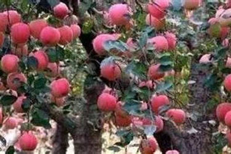 有机肥和菌肥有什么区别