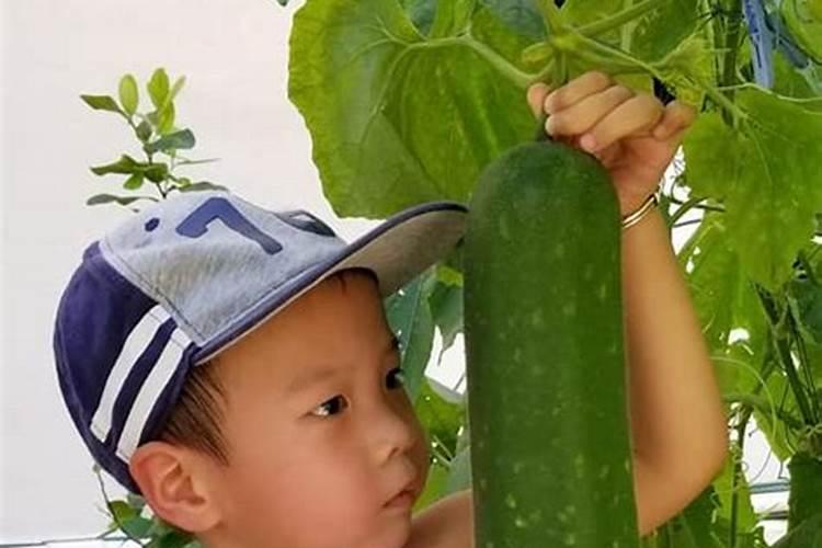 青瓜施什么肥最好