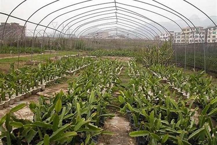 火龙果怎么施肥比较好