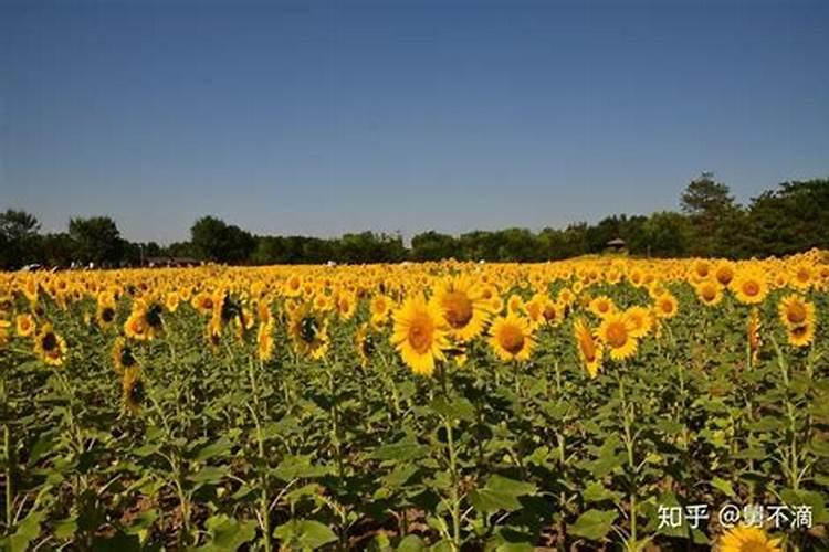 向日葵整个生育期需要多少氮、磷、钾肥？