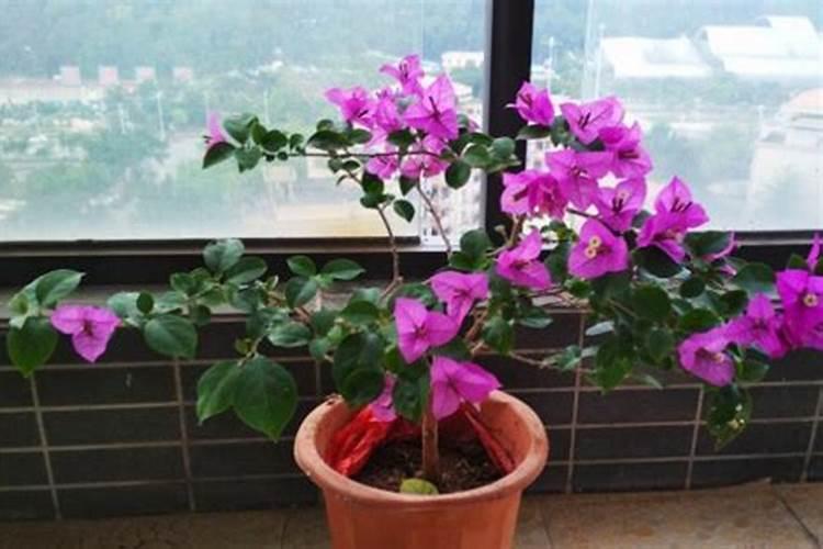 茄子黄叶了是什么病,怎么防治？