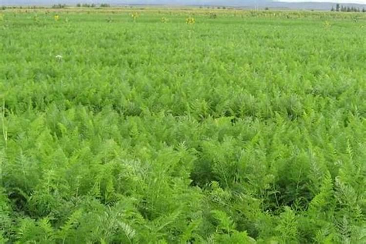 黄芪怎么除草,要用什么除草剂？黄芪在什么温度下除草最安全？