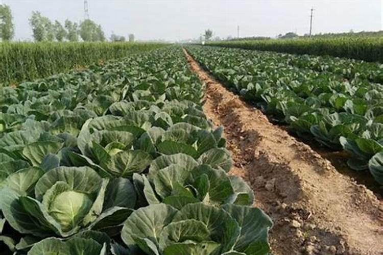 豌豆底肥放什么肥好(底肥施用方法)