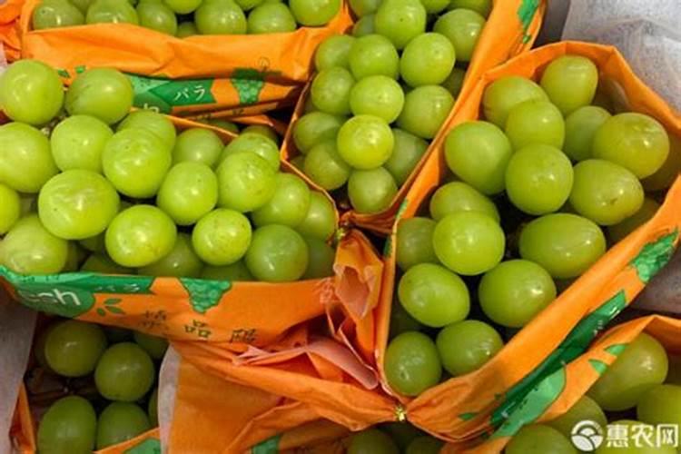 10月,君子兰“晒”还是“不晒”,很多花友都搞错,难怪不开花