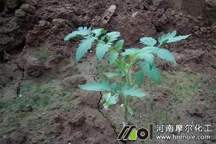 番茄用什么肥最合适