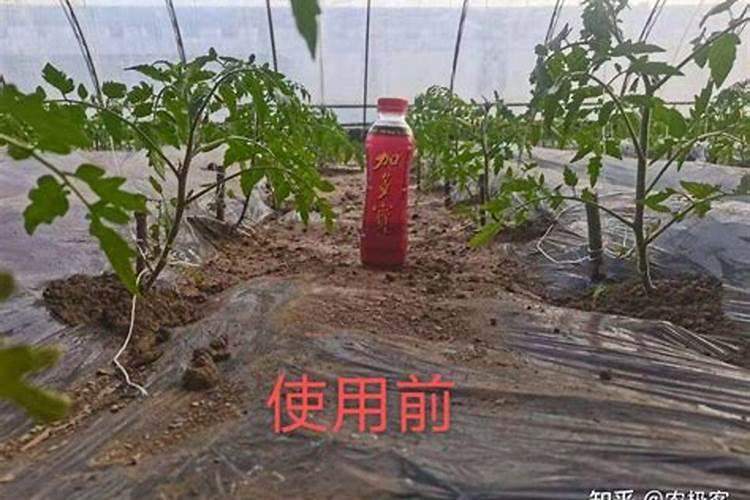 番茄苗徒长严重,怎么控制西红柿褪？