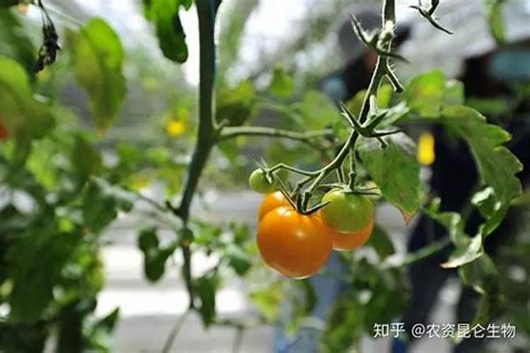 大果番茄正确施肥方法