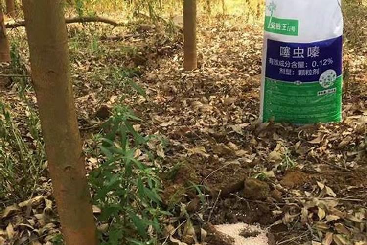 墨兰的养护要点