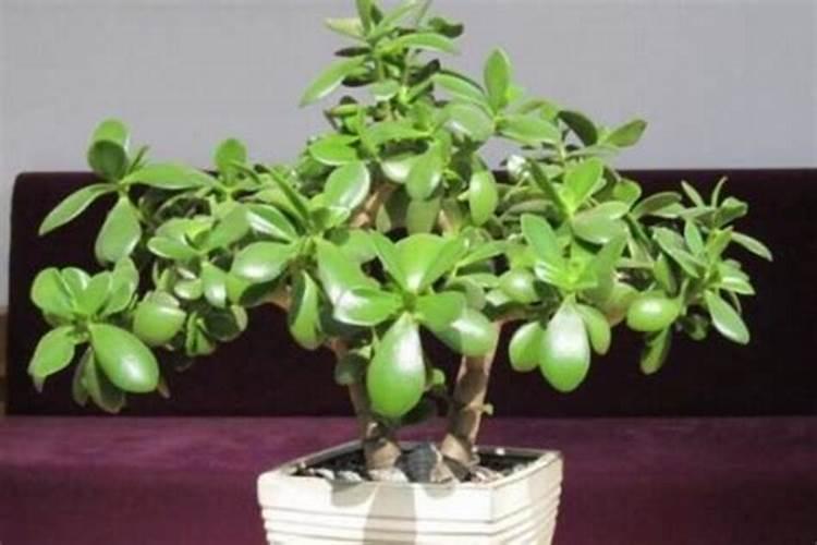 燕子掌怎么养？