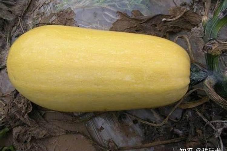 打籽西葫芦怎么种才结的多 打籽西葫芦如何种才结的多