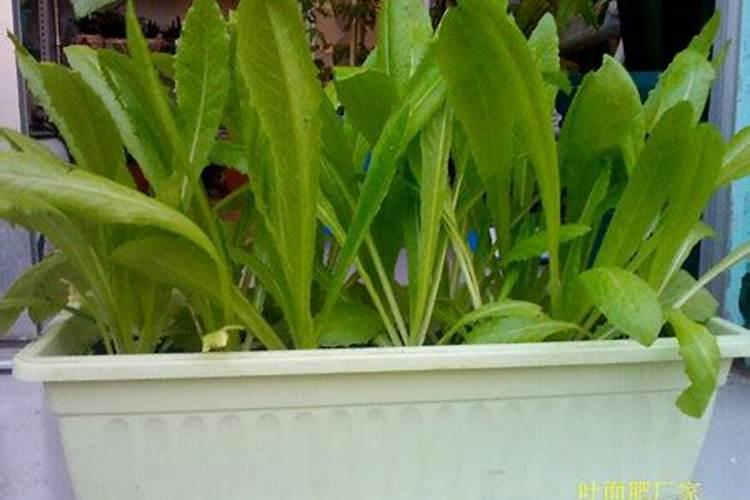 马铃薯种薯如何消毒 马铃薯养殖注意事项