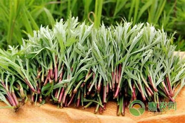 种藜蒿用什么土比较好