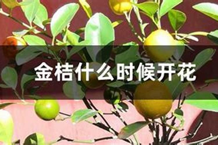 施肥过多烧苗怎么处理