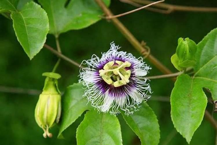 滴利丹水溶肥怎样施用